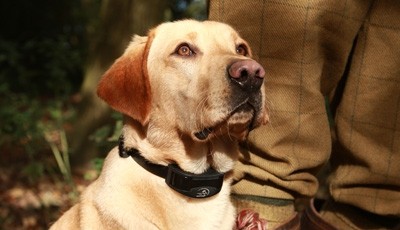 Dressage de chien de chasse | Made in Chasse Dressage de chien de chasse | Made in Chasse