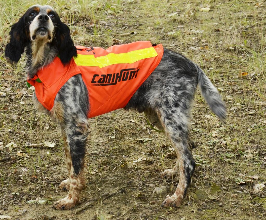 Gilet de signalisation pour chien CaniHunt Flash V2 Gilets de