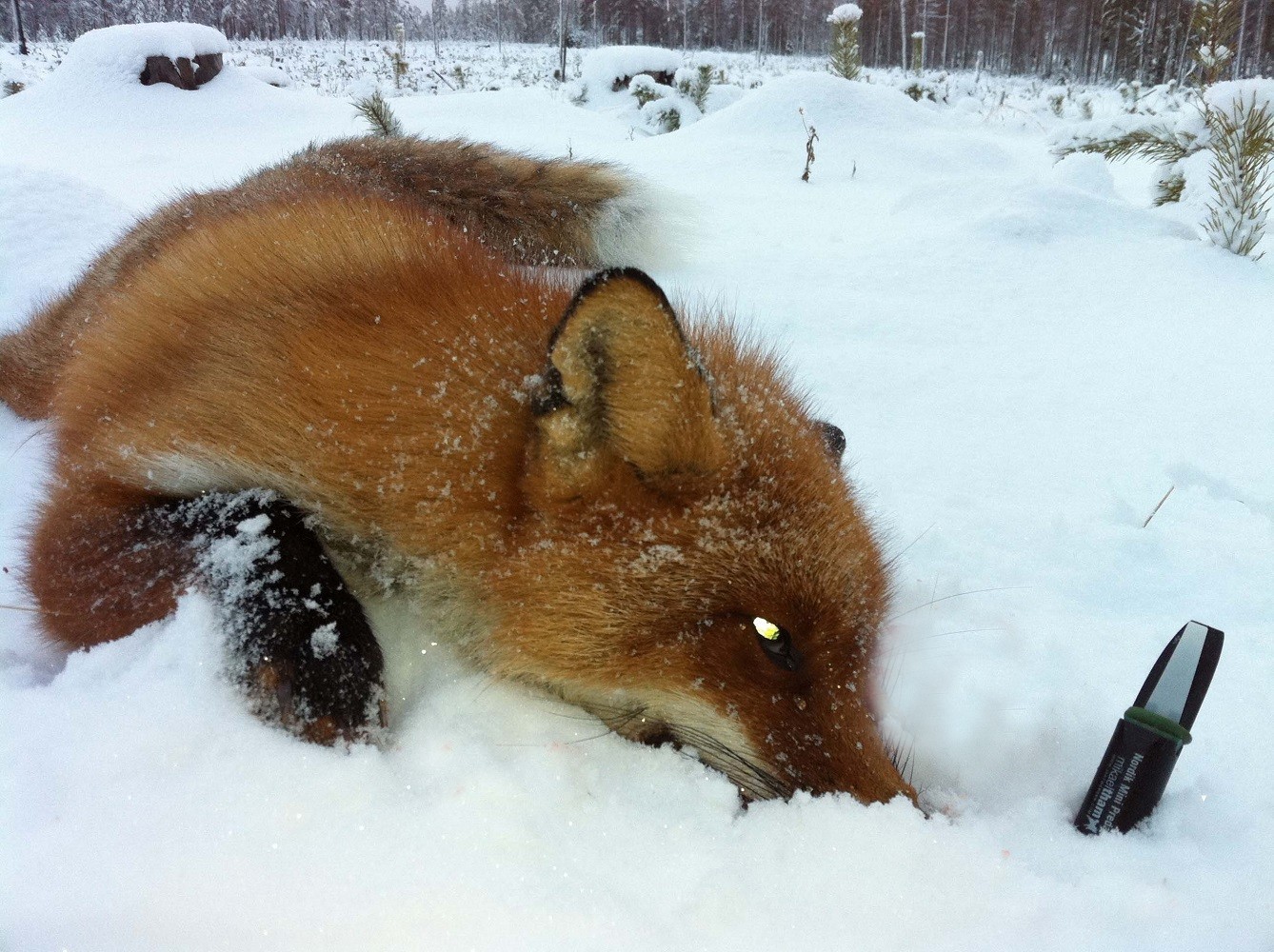 Appeau renard Nordik Predator Mini - Appeaux prédateurs ...