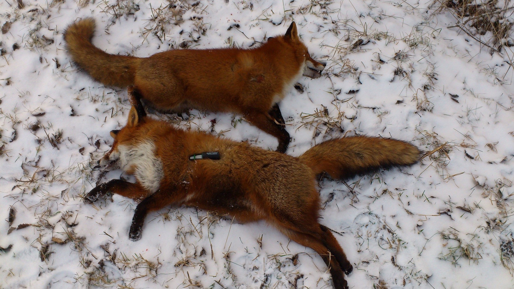 Appeau renard Nordik Predator - Appeaux prédateurs | Made ...