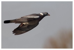 Chasse au pigeon