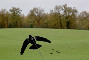 Chasse aux corvidés