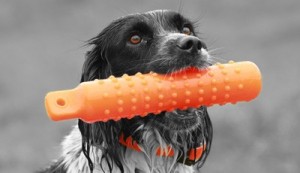 Accessoires pour chiens